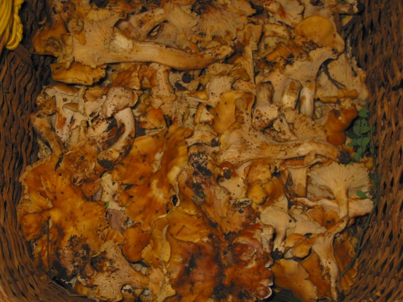 Paganini non ripete, io si.